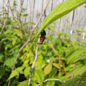 Common picture-winged fly (Delphinia picta)