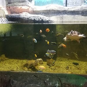 SeaQuest Woodbridge - 2nd tank, asian water monitor and softshell turtle