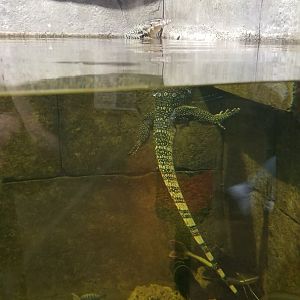 SeaQuest Woodbridge - 2nd tank, asian water monitor