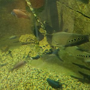 SeaQuest Woodbridge - 2nd tank, asian water monitor