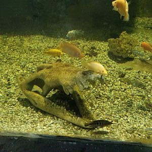 SeaQuest Woodbridge - 2nd tank