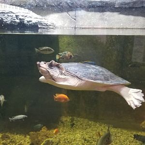 SeaQuest Woodbridge - 2nd tank, ?? softshell turtle