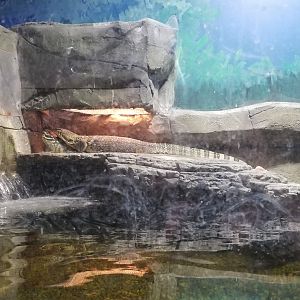 SeaQuest Woodbridge - 2nd tank, Asian water monitors