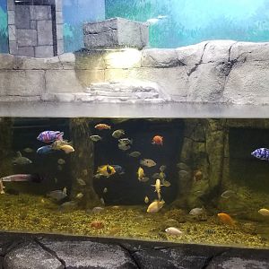 SeaQuest Woodbridge - 3rd tank