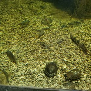 SeaQuest Woodbridge - 3rd tank