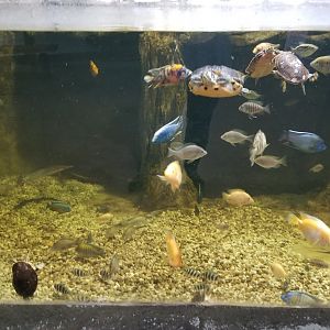 SeaQuest Woodbridge - 3rd tank