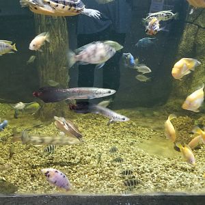 SeaQuest Woodbridge - 3rd tank, young arapaima