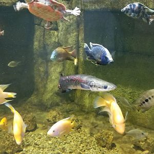 SeaQuest Woodbridge - 3rd tank, young arapaima