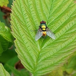 Greenbottle Fly