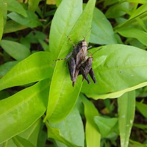 Black sided pygmy grasshopper (Tettigidea lateralis)