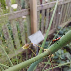 Common asparagus beetle (Crioceris asparagi)