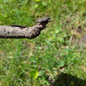 Bluegrass billbug weevil (Sphenophorus parvulus)
