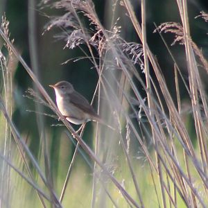 Reed warbler