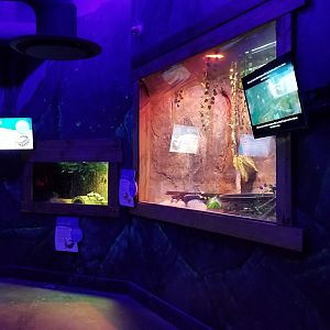 SeaQuest Woodbridge - Second room