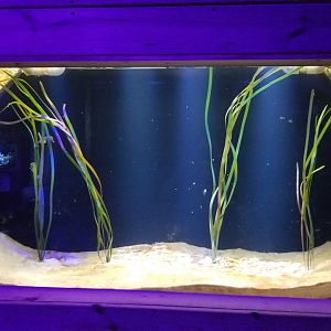 SeaQuest Woodbridge - Seahorses