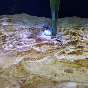 SeaQuest Woodbridge - Seahorses