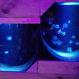 SeaQuest Woodbridge - Moon and upside down jellies