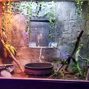 SeaQuest Woodbridge - Red-tailed boa