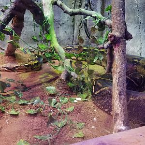 SeaQuest Woodbridge - Red-tailed boa