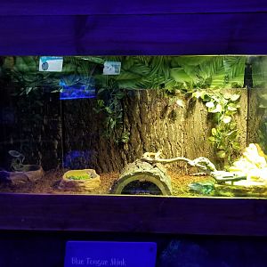 SeaQuest Woodbridge - Blue-tongued skink