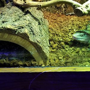 SeaQuest Woodbridge - Blue-tongued skink