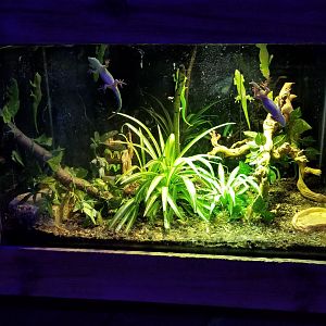 SeaQuest Woodbridge - Madagascar day gecko