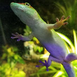 SeaQuest Woodbridge - Madagascar day gecko