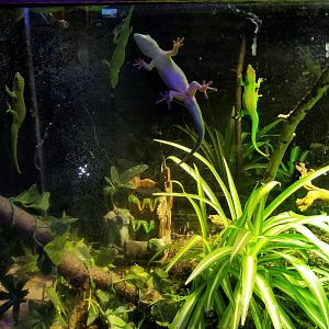 SeaQuest Woodbridge - ..There's a lot of geckos