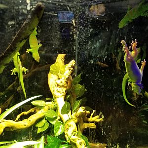 SeaQuest Woodbridge - ..There's a lot of geckos