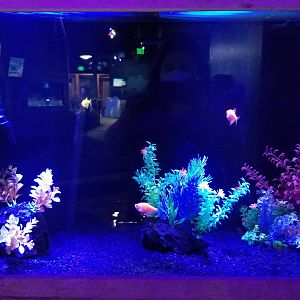 SeaQuest Woodbridge - Glofish