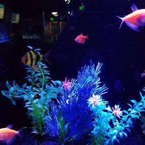 SeaQuest Woodbridge - Glofish