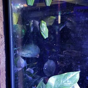 SeaQuest Woodbridge - Red-eyed treefrog