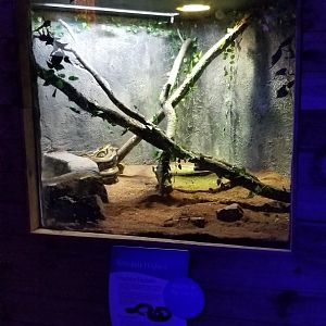 SeaQuest Woodbridge - Reticulated python