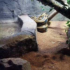 SeaQuest Woodbridge - Reticulated python