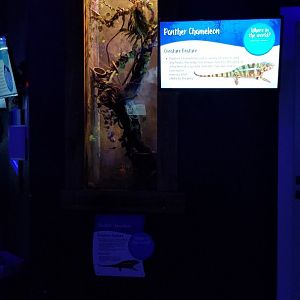 SeaQuest Woodbridge - Panther chameleon