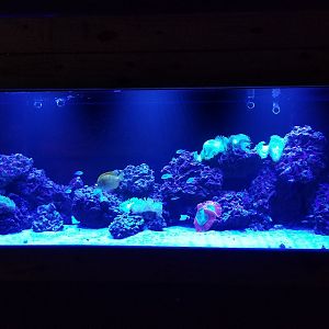 SeaQuest Woodbridge - Coral tank