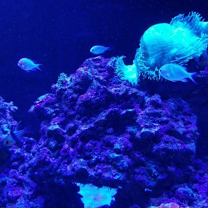 SeaQuest Woodbridge - Coral tank