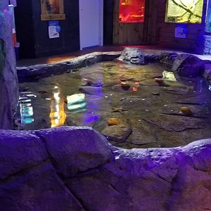 SeaQuest Woodbridge - Anemone tank