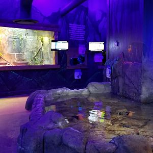 SeaQuest Woodbridge - Anemone tank