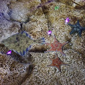 SeaQuest Woodbridge - Anemone tank