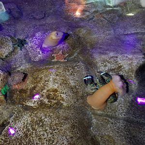 SeaQuest Woodbridge - Anemone tank