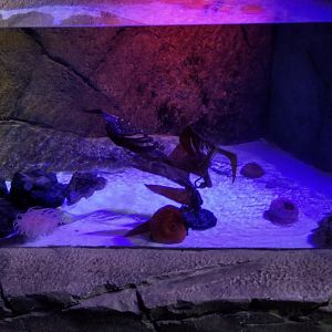 SeaQuest Woodbridge - Lobster? tank