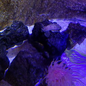 SeaQuest Woodbridge - Lobster? tank