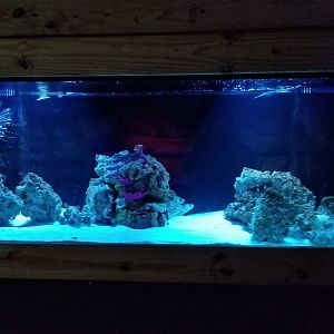 SeaQuest Woodbridge - Lionfish and eels tank