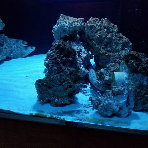 SeaQuest Woodbridge - Lionfish and eels tank.. so many eels!