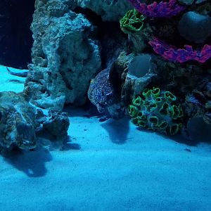 SeaQuest Woodbridge - Lionfish and eels tank