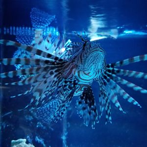 SeaQuest Woodbridge - Lionfish and eels tank