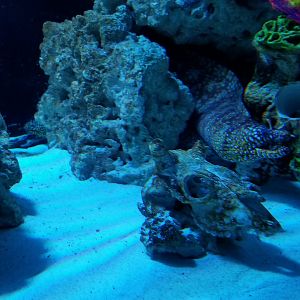 SeaQuest Woodbridge - Lionfish and eels tank