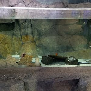 SeaQuest Woodbridge - Wolf eel tank