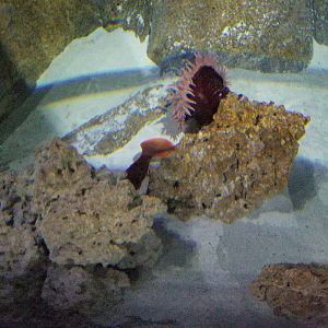 SeaQuest Woodbridge - Wolf eel tank